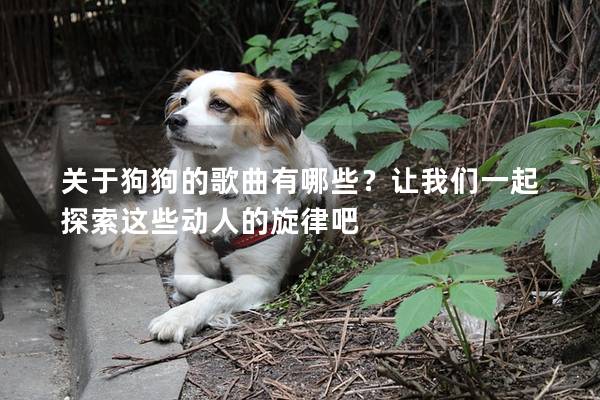關(guān)于狗狗的歌曲有哪些？讓我們一起探索這些動(dòng)人的旋律吧
