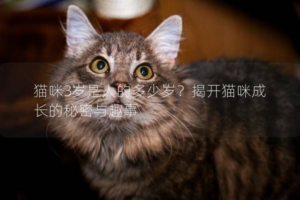 貓咪3歲是人的多少歲？揭開貓咪成長的秘密與趣事