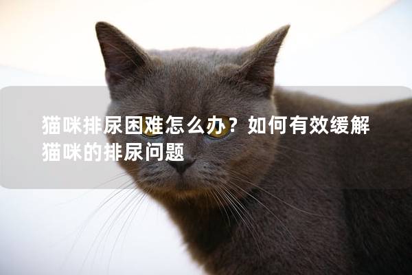 貓咪排尿困難怎么辦？如何有效緩解貓咪的排尿問題