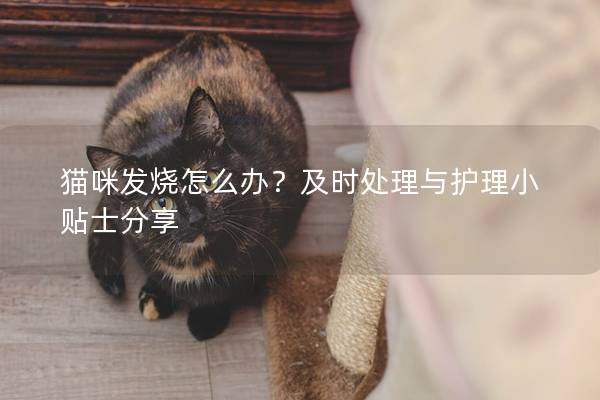 貓咪發燒怎么辦？及時處理與護理小貼士分享