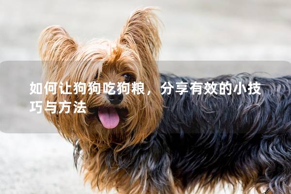 如何讓狗狗吃狗糧，分享有效的小技巧與方法