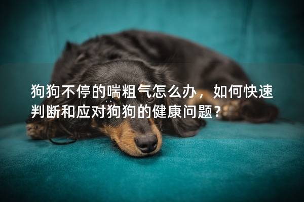 狗狗不停的喘粗氣怎么辦，如何快速判斷和應對狗狗的健康問題？