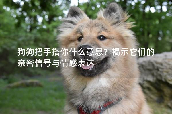 狗狗把手搭你什么意思？揭示它們的親密信號與情感表達