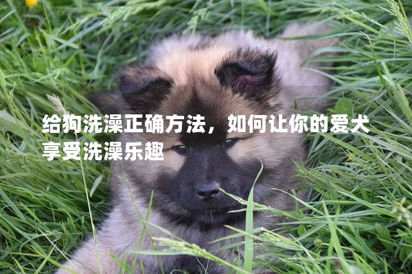 給狗洗澡正確方法，如何讓你的愛犬享受洗澡樂趣