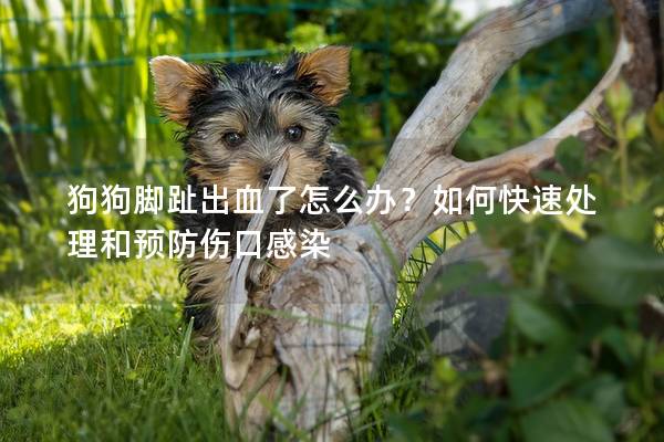 狗狗腳趾出血了怎么辦？如何快速處理和預防傷口感染