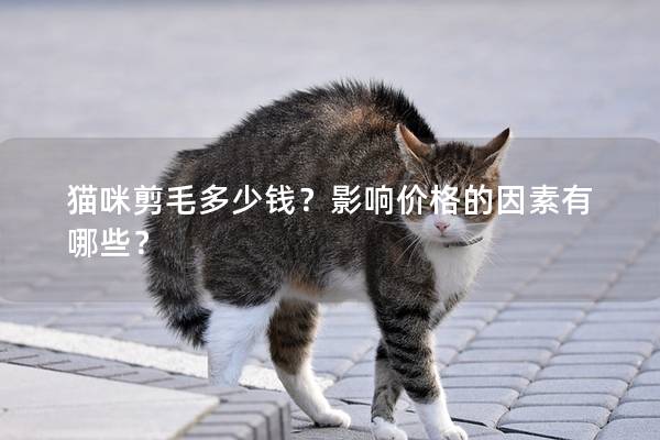 貓咪剪毛多少錢？影響價(jià)格的因素有哪些？