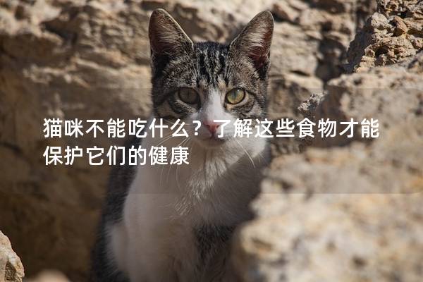 貓咪不能吃什么？了解這些食物才能保護它們的健康