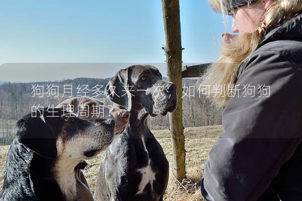 狗狗月經(jīng)多久來(lái)一次，如何判斷狗狗的生理周期？