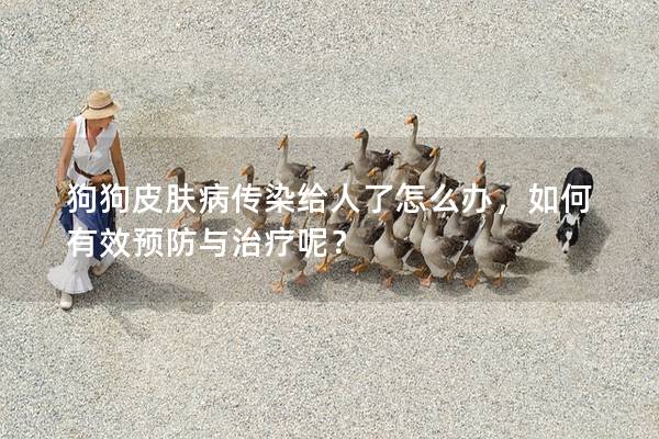狗狗皮膚病傳染給人了怎么辦，如何有效預(yù)防與治療呢？