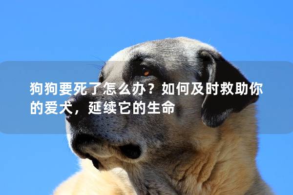 狗狗要死了怎么辦?如何及時(shí)救助你的愛(ài)犬,延續(xù)它的生命 狗狗要死了怎么辦?如何及時(shí)救助你的愛(ài)犬,延續(xù)它的生命