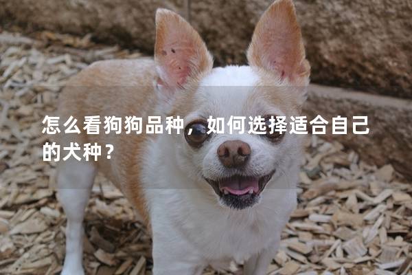 怎么看狗狗品種，如何選擇適合自己的犬種？
