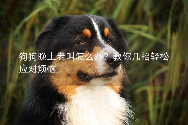 狗狗晚上老叫怎么辦？教你幾招輕松應對煩惱