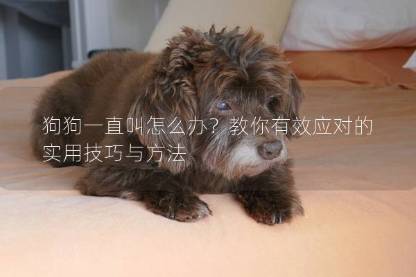狗狗一直叫怎么辦？教你有效應(yīng)對的實用技巧與方法