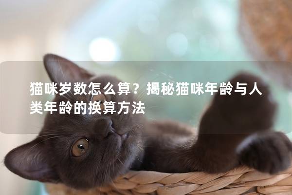 貓咪歲數怎么算？揭秘貓咪年齡與人類年齡的換算方法