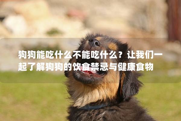 狗狗能吃什么不能吃什么？讓我們一起了解狗狗的飲食禁忌與健康食物