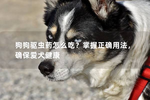 狗狗驅(qū)蟲藥怎么吃?掌握正確用法,確保愛犬健康 狗狗驅(qū)蟲藥怎么吃?掌握正確用法,確保愛犬健康