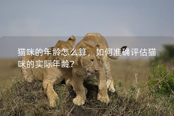 貓咪的年齡怎么算，如何準確評估貓咪的實際年齡？