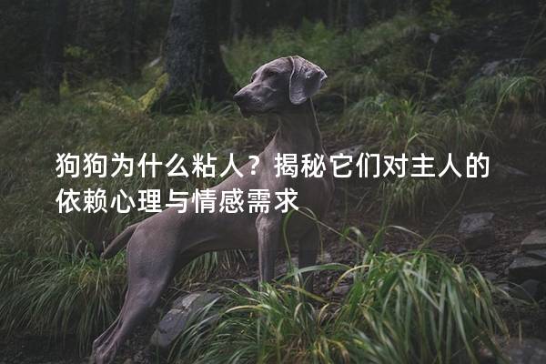 狗狗為什么粘人？揭秘它們對主人的依賴心理與情感需求