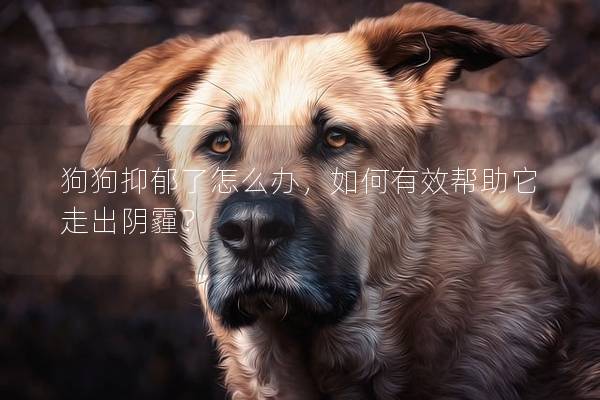 狗狗抑郁了怎么辦，如何有效幫助它走出陰霾？