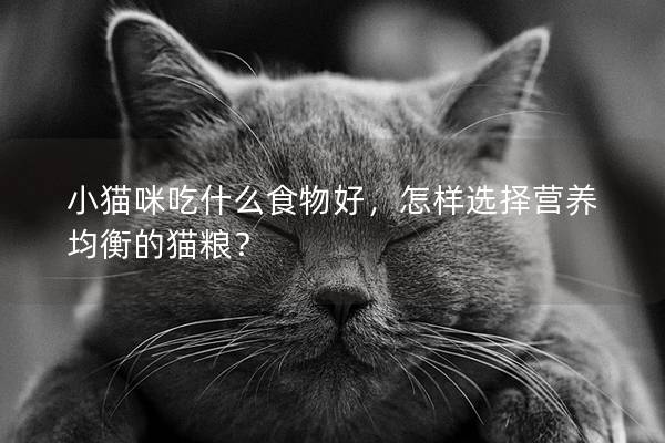 小貓咪吃什么食物好，怎樣選擇營養(yǎng)均衡的貓糧？