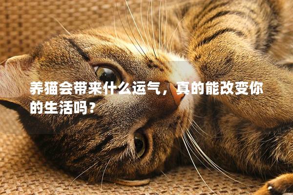 養(yǎng)貓會(huì)帶來什么運(yùn)氣，真的能改變你的生活嗎？