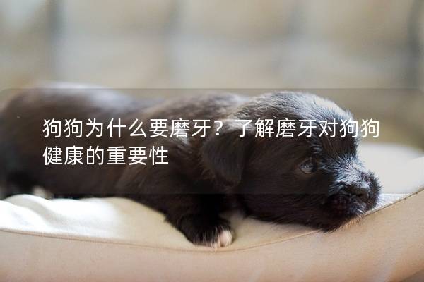 狗狗為什么要磨牙？了解磨牙對(duì)狗狗健康的重要性