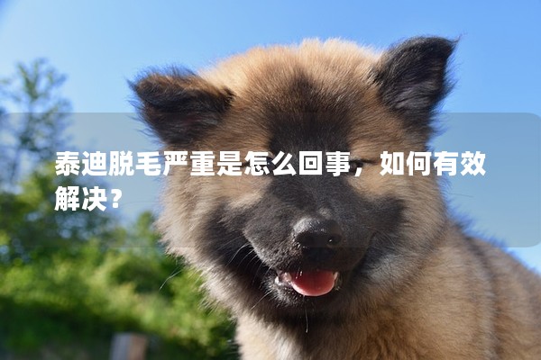 泰迪脫毛嚴(yán)重是怎么回事，如何有效解決？