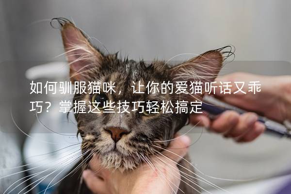 如何馴服貓咪，讓你的愛貓聽話又乖巧？掌握這些技巧輕松搞定