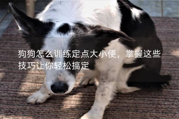 狗狗怎么訓練定點大小便,掌握這些技巧讓你輕松搞定 狗狗怎么訓練定點大小便,掌握這些技巧讓你輕松搞定