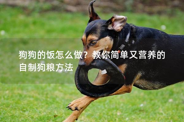 狗狗的飯怎么做？教你簡單又營養(yǎng)的自制狗糧方法