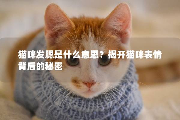 貓咪發腮是什么意思？揭開貓咪表情背后的秘密