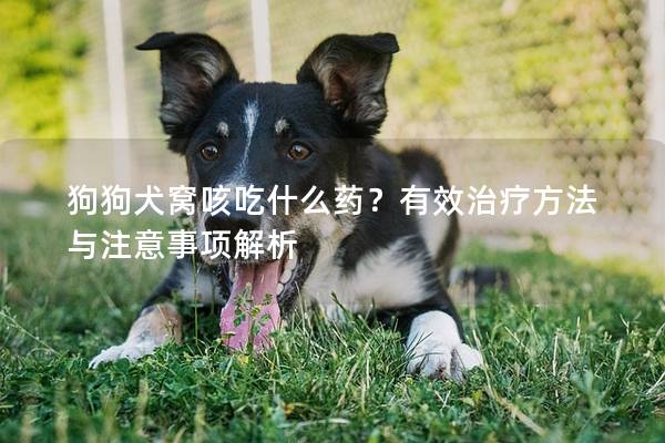 狗狗犬窩咳吃什么藥？有效治療方法與注意事項(xiàng)解析