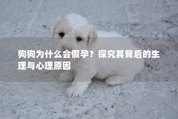 狗狗為什么會假孕？探究其背后的生理與心理原因