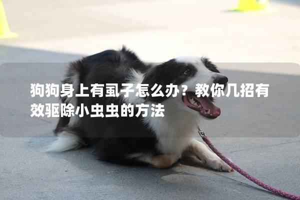 狗狗身上有虱子怎么辦？教你幾招有效驅除小蟲蟲的方法