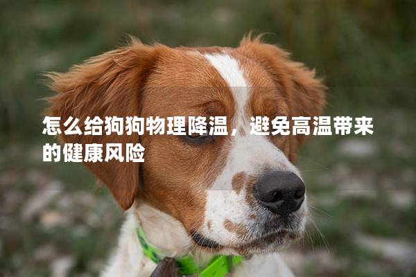 怎么給狗狗物理降溫，避免高溫帶來的健康風(fēng)險(xiǎn)