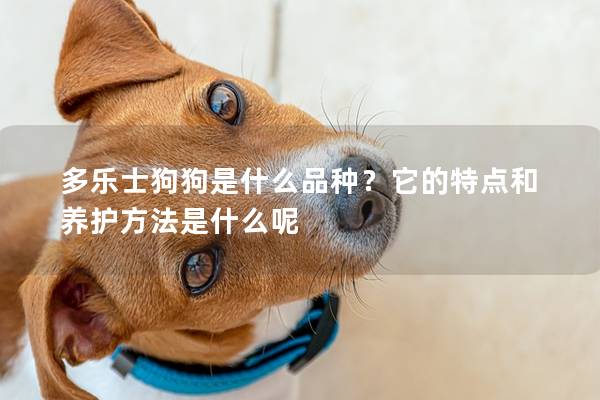 多樂士狗狗是什么品種？它的特點和養護方法是什么呢