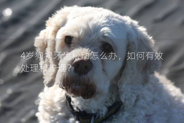 4歲狗狗牙齒松動怎么辦，如何有效處理和護理？