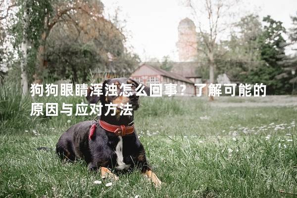 狗狗眼睛渾濁怎么回事？了解可能的原因與應對方法