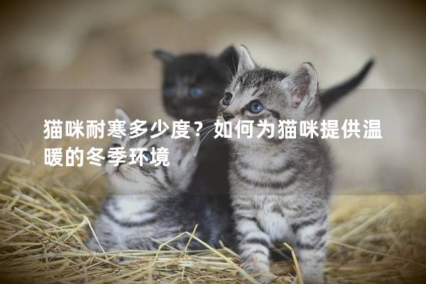 貓咪耐寒多少度？如何為貓咪提供溫暖的冬季環(huán)境