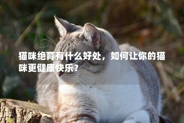貓咪絕育有什么好處，如何讓你的貓咪更健康快樂(lè)？