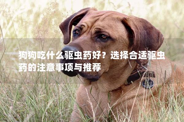 狗狗吃什么驅蟲藥好?選擇合適驅蟲藥的注意事項與推薦 狗狗吃什么驅蟲藥好?選擇合適驅蟲藥的注意事項與推薦