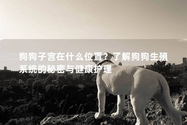 狗狗子宮在什么位置？了解狗狗生殖系統的秘密與健康護理