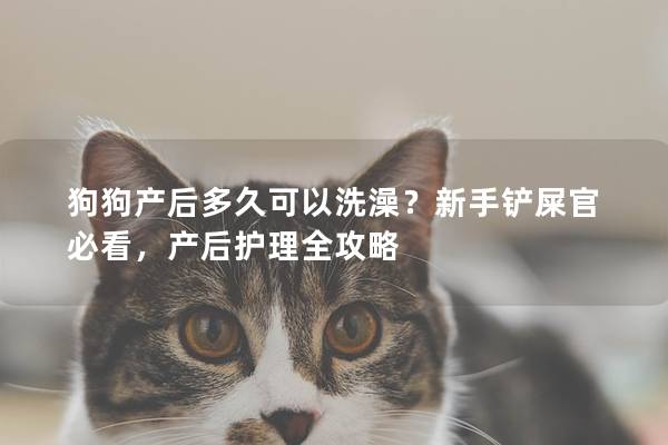 狗狗產后多久可以洗澡？新手鏟屎官必看，產后護理全攻略