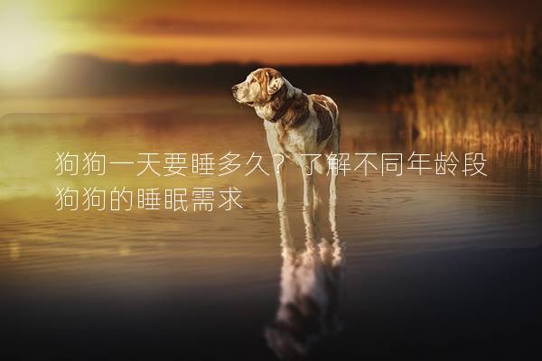 狗狗一天要睡多久？了解不同年齡段狗狗的睡眠需求