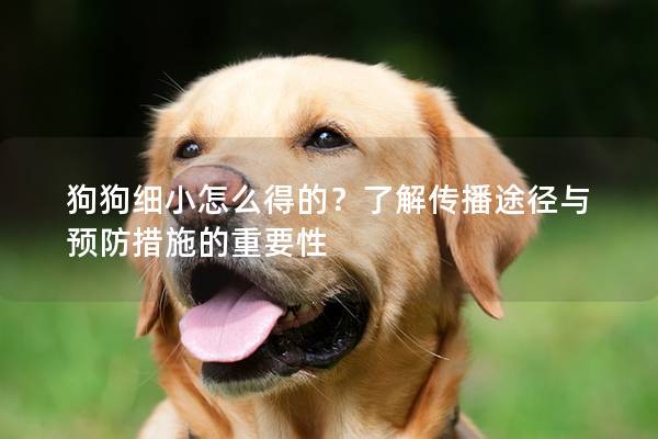 狗狗細(xì)小怎么得的？了解傳播途徑與預(yù)防措施的重要性
