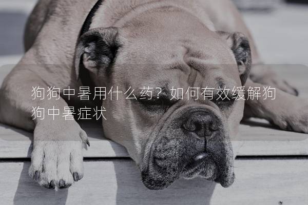 狗狗中暑用什么藥？如何有效緩解狗狗中暑癥狀
