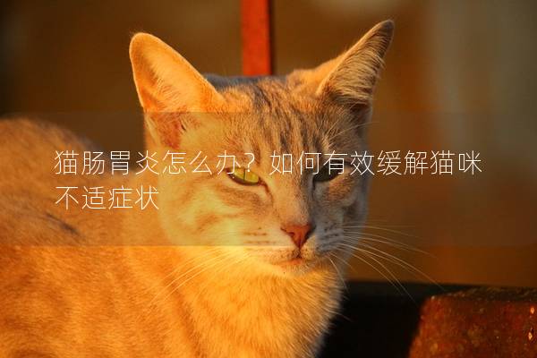貓腸胃炎怎么辦？如何有效緩解貓咪不適癥狀
