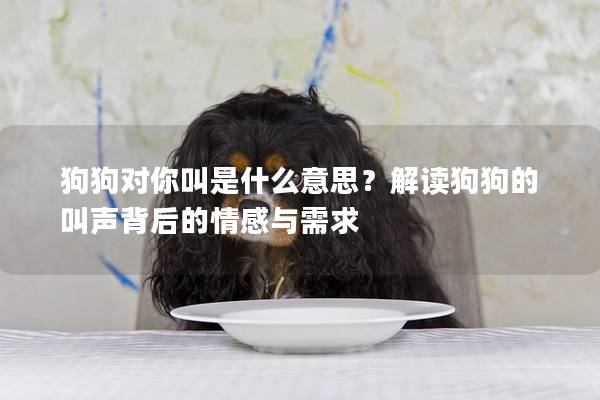 狗狗對(duì)你叫是什么意思？解讀狗狗的叫聲背后的情感與需求