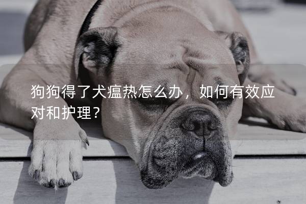 狗狗得了犬瘟熱怎么辦，如何有效應對和護理？