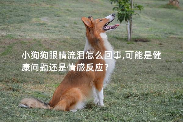 小狗狗眼睛流淚怎么回事,可能是健康問題還是情感反應？